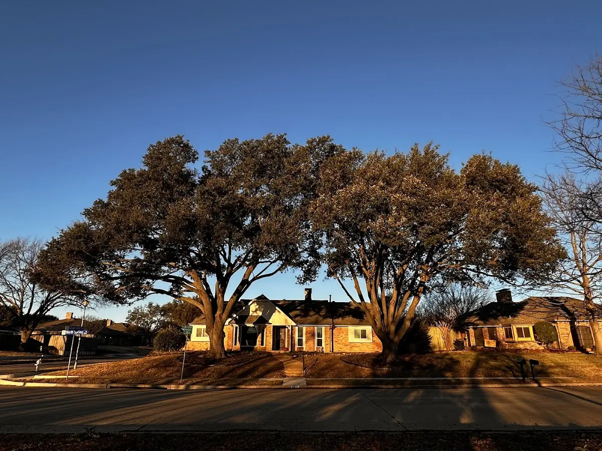 Established residential canopy tree shading a home in Hastings